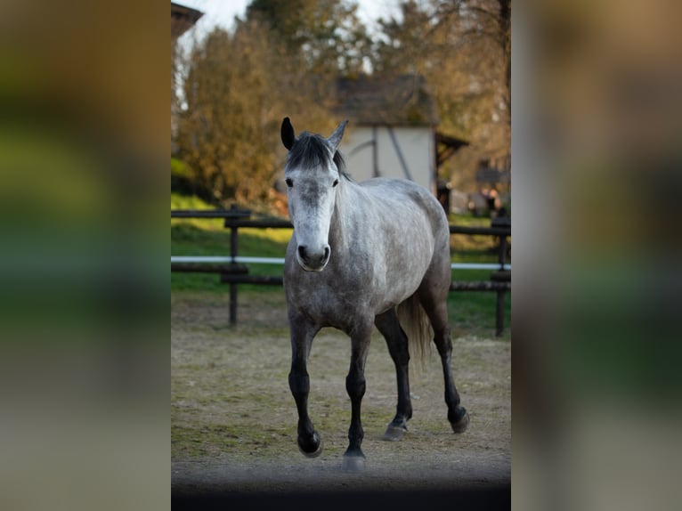 Connemara Mare 6 years 14.2 hh Grey-Dapple in Sevenich