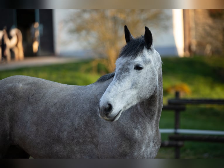 Connemara Mare 6 years 14.2 hh Grey-Dapple in Sevenich