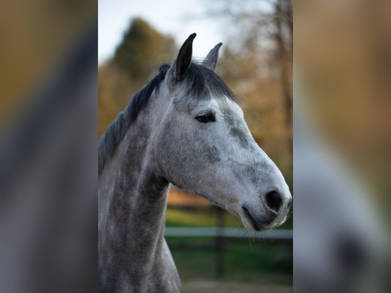 Connemara Mare 6 years 14.2 hh Grey-Dapple in Sevenich