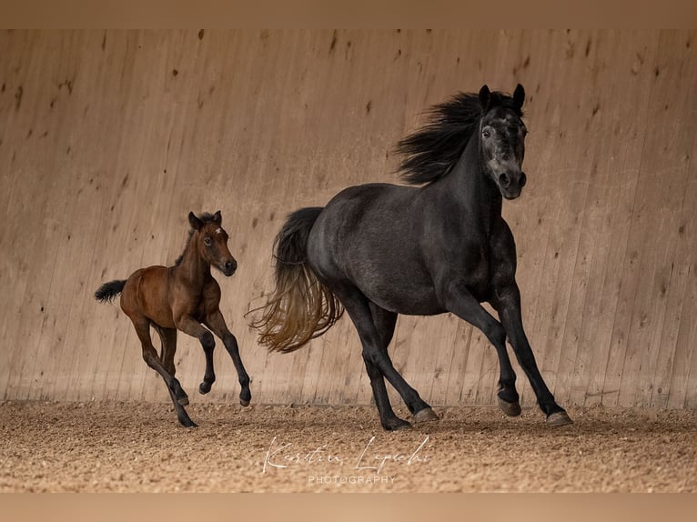 Connemara Mare 6 years 14.2 hh Grey in Münchberg