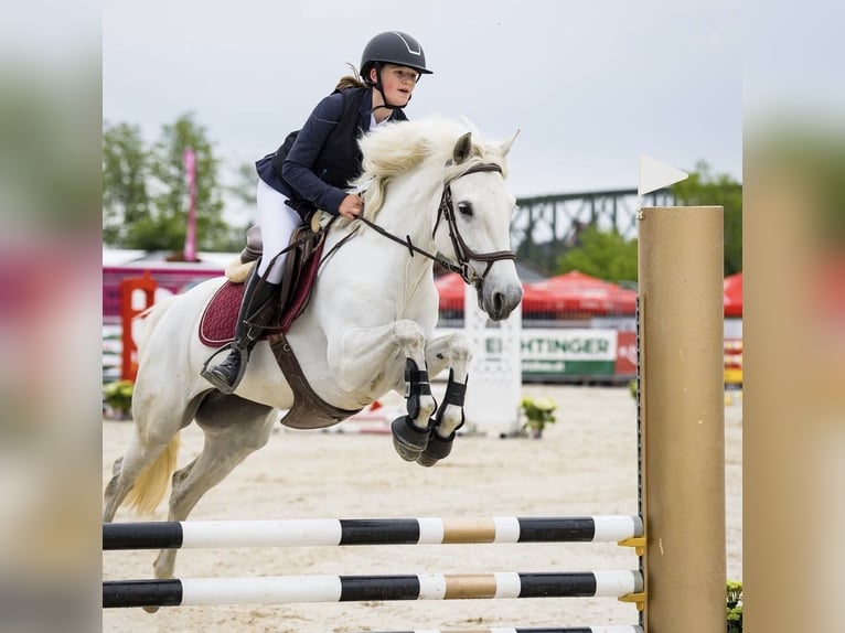 Connemara Mare 6 years 14.2 hh Grey in Schlins