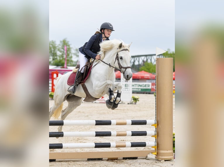 Connemara Mare 6 years 14.2 hh Grey in Schlins