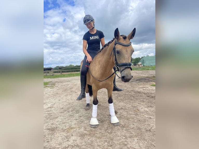 Connemara Mare 6 years 14 hh Dun in Trebbin