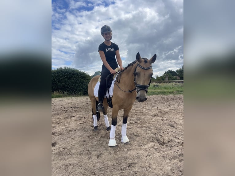 Connemara Mare 6 years 14 hh Dun in Trebbin