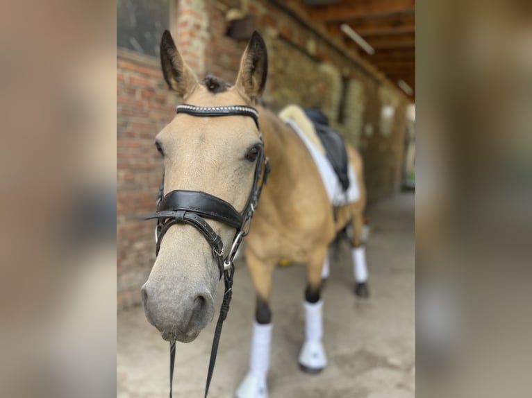 Connemara Mare 6 years 14 hh Dun in Trebbin