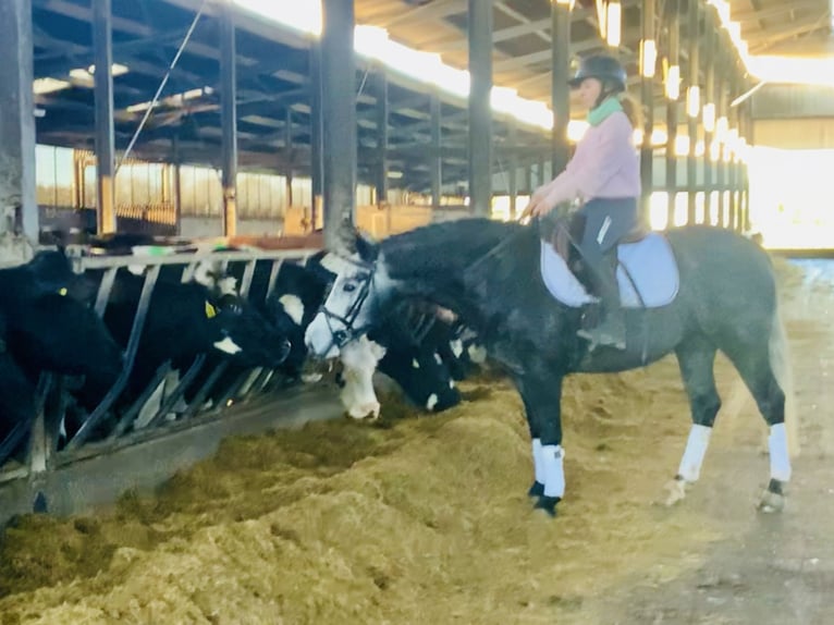 Connemara Mare 6 years 14 hh Gray in Mountrath