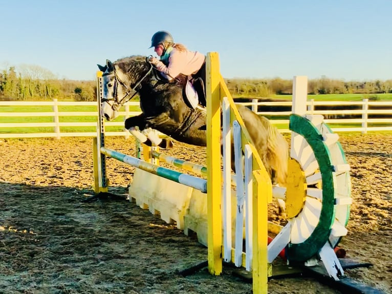 Connemara Mare 6 years 14 hh Gray in Mountrath