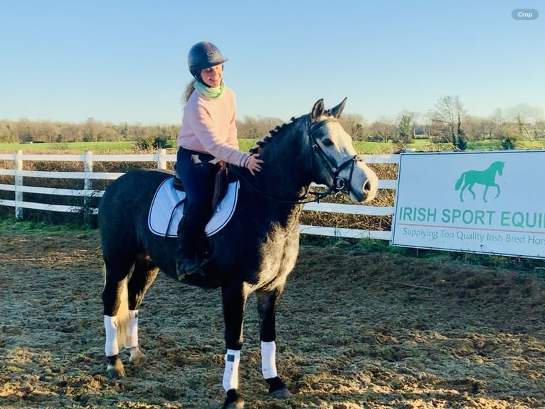 Connemara Mare 6 years 14 hh Gray in Mountrath