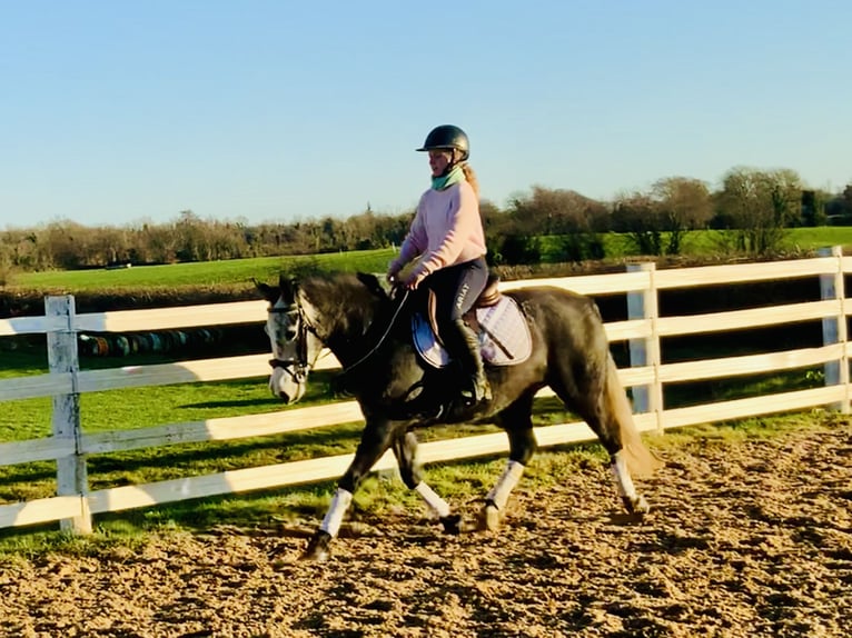 Connemara Mare 6 years 14 hh Gray in Mountrath