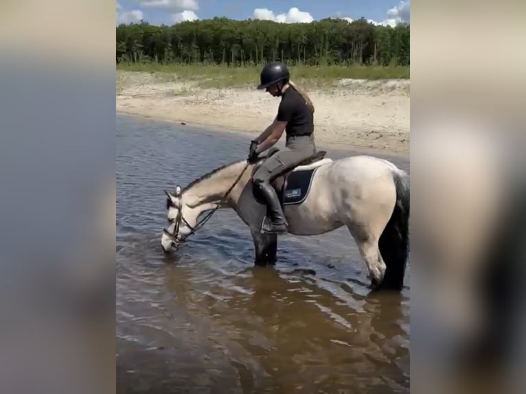 Connemara Mare 6 years 14,1 hh Buckskin in Bilthoven