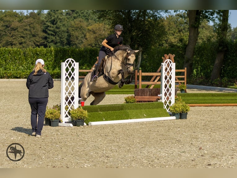 Connemara Mare 6 years 14,1 hh Buckskin in Bilthoven