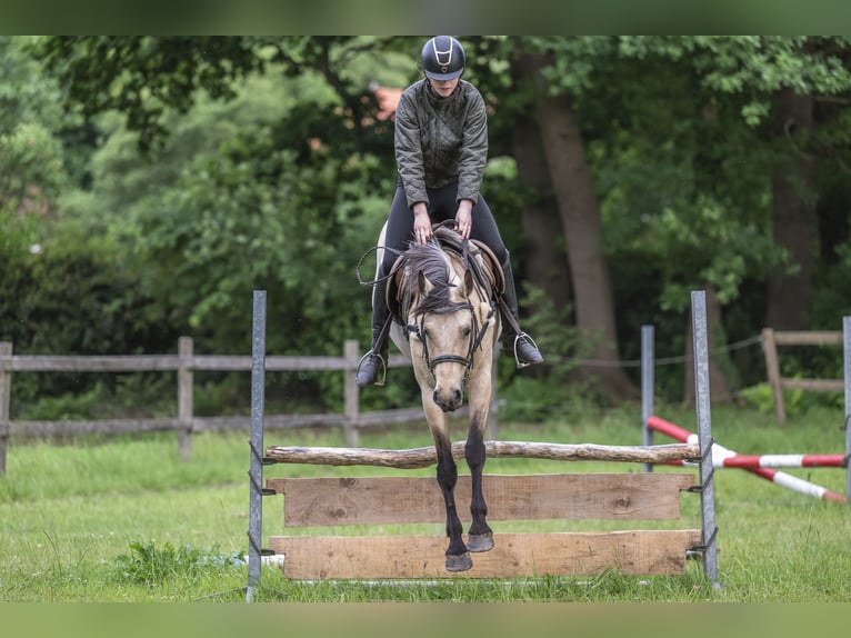 Connemara Mare 6 years 14,1 hh Buckskin in Edewecht