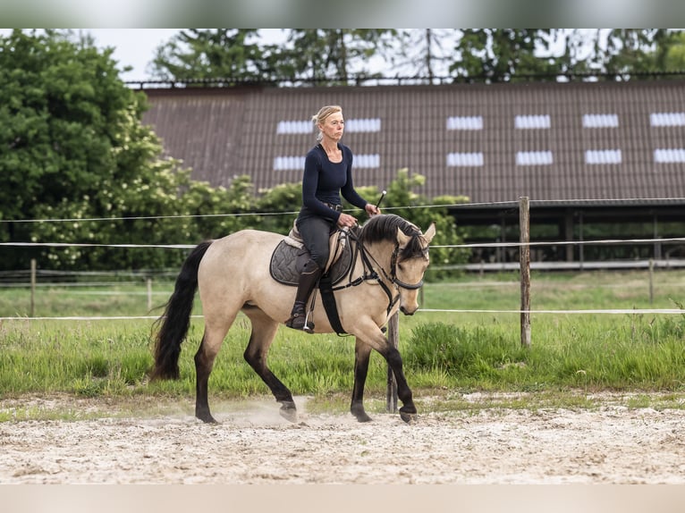 Connemara Mare 6 years 14,1 hh Buckskin in Edewecht