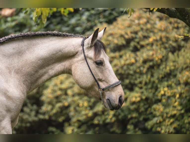 Connemara Mare 6 years 14,1 hh Buckskin in Edewecht