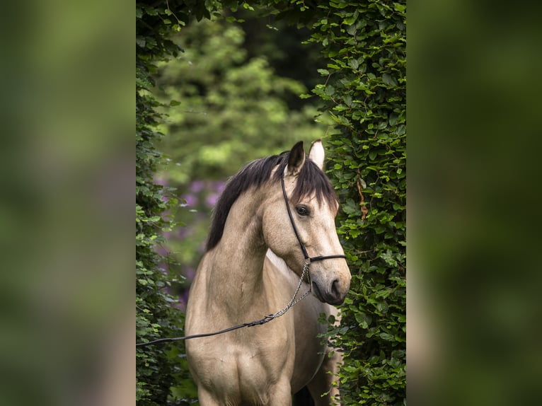 Connemara Mare 6 years 14,1 hh Buckskin in Edewecht