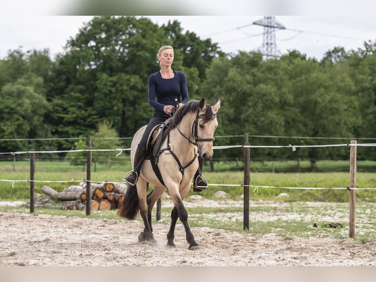 Connemara Mare 6 years 14,1 hh Buckskin in Edewecht