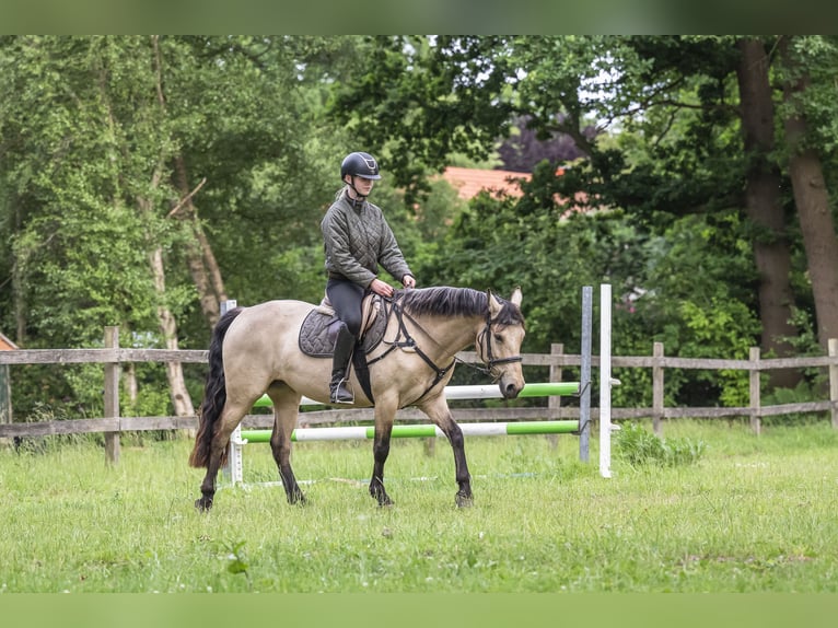 Connemara Mare 6 years 14,1 hh Buckskin in Edewecht
