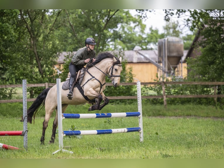 Connemara Mare 6 years 14,1 hh Buckskin in Edewecht