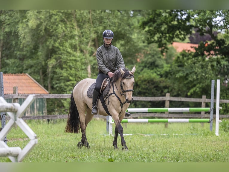 Connemara Mare 6 years 14,1 hh Buckskin in Edewecht