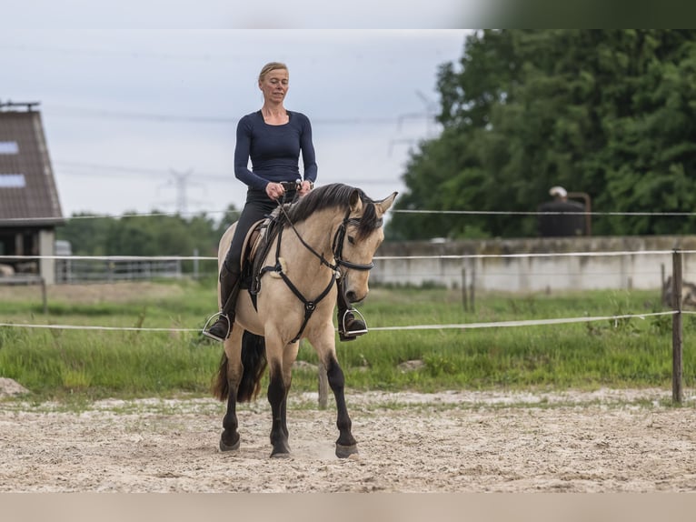 Connemara Mare 6 years 14,1 hh Buckskin in Edewecht