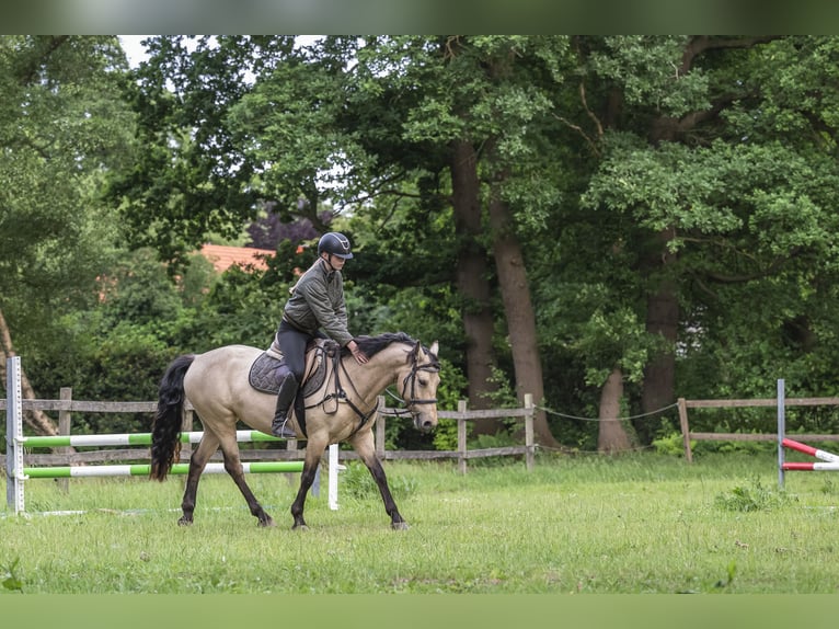 Connemara Mare 6 years 14,1 hh Buckskin in Edewecht