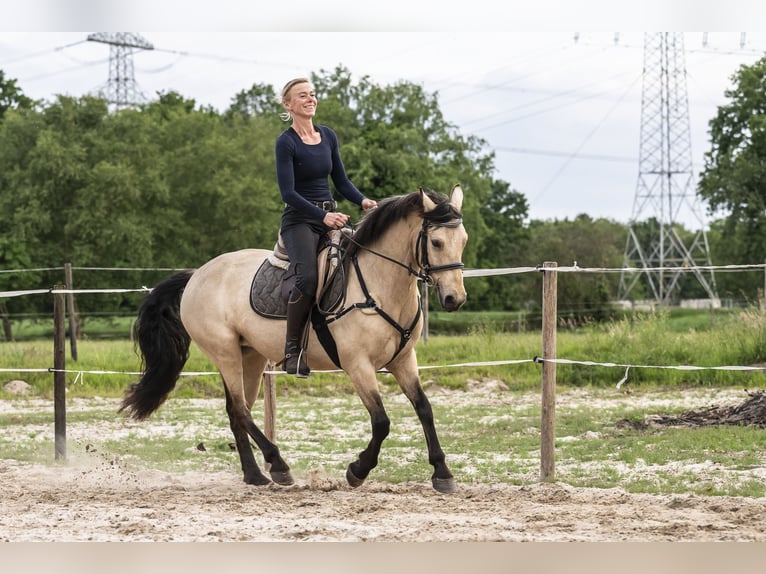 Connemara Mare 6 years 14,1 hh Buckskin in Edewecht