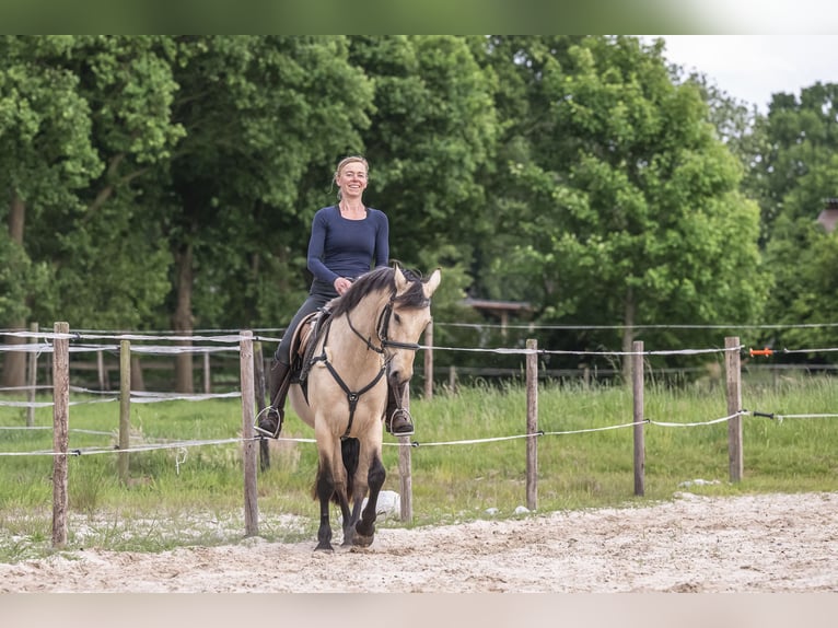 Connemara Mare 6 years 14,1 hh Buckskin in Edewecht