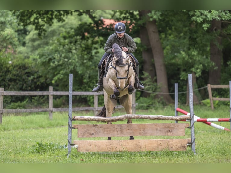 Connemara Mare 6 years 14,1 hh Buckskin in Edewecht