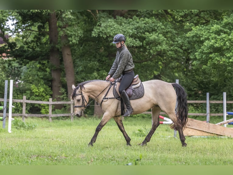 Connemara Mare 6 years 14,1 hh Buckskin in Edewecht