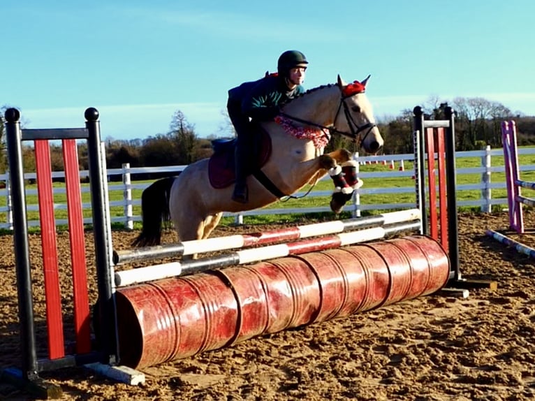 Connemara Mare 6 years 14,1 hh Dun in Mountrath