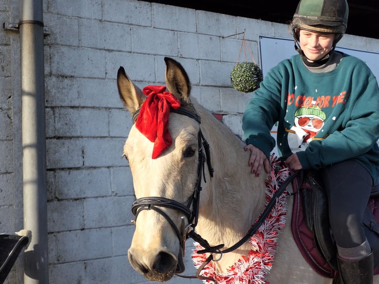 Connemara Mare 6 years 14,1 hh Dun in Mountrath