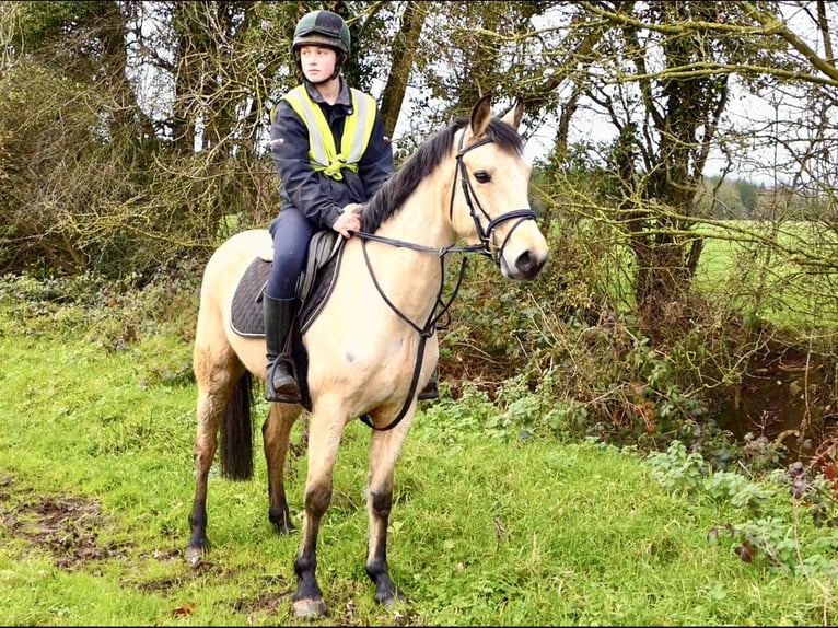 Connemara Mare 6 years 14,1 hh Dun in Mountrath