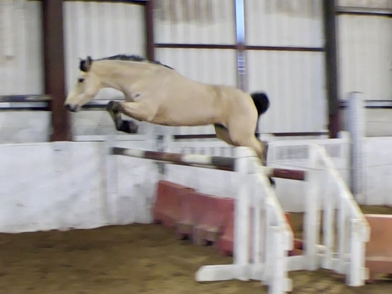 Connemara Mare 6 years 14,1 hh Dun in Mountrath