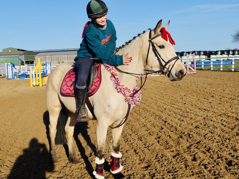 Connemara Mare 6 years 14,1 hh Dun in Mountrath