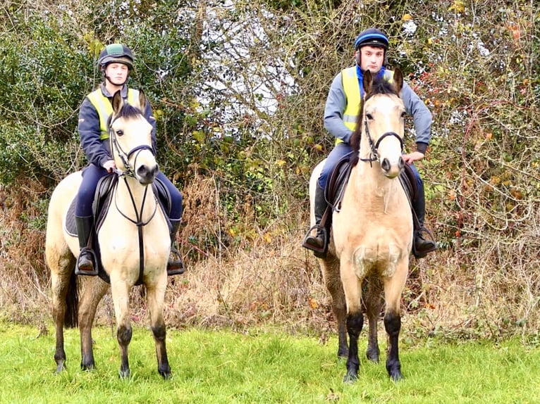 Connemara Mare 6 years 14,1 hh Dun in Mountrath