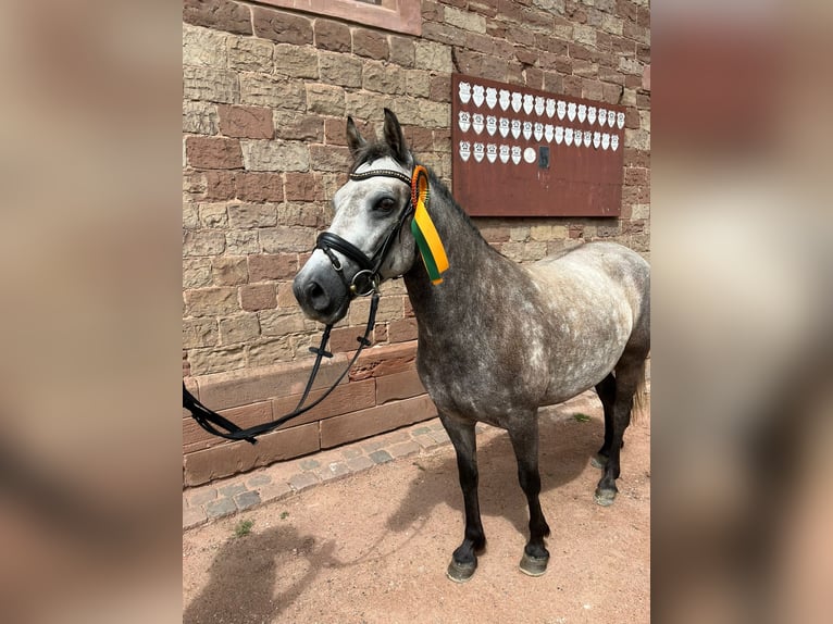 Connemara Mare 6 years 14,1 hh Gray-Dapple in Boppard