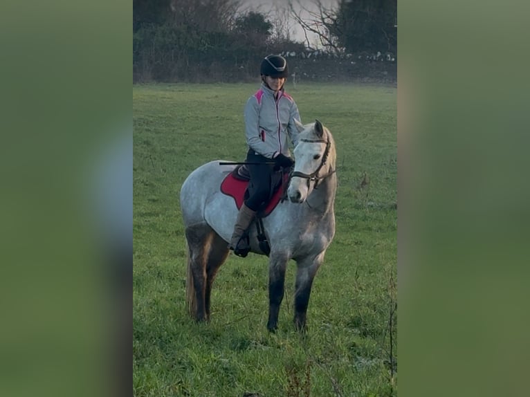Connemara Mare 6 years 14,1 hh Gray in Athlone