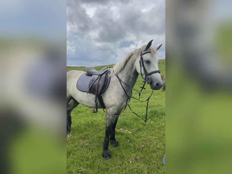 Connemara Mare 6 years 14,1 hh Gray in Athlone