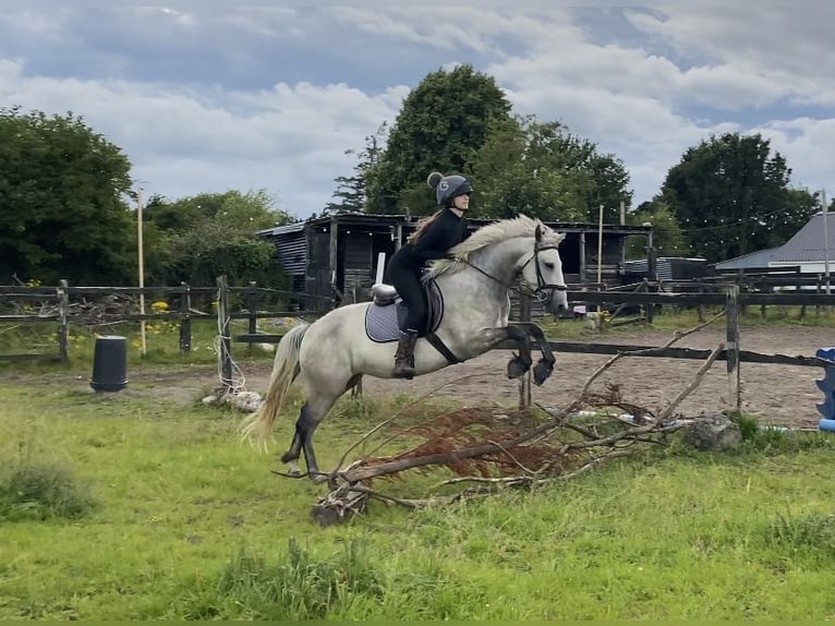 Connemara Mare 6 years 14,1 hh Gray in Athlone