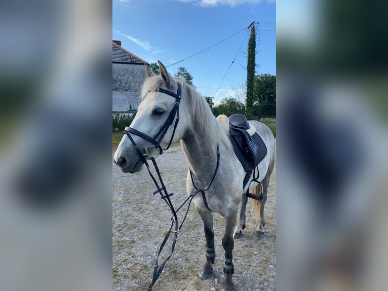 Connemara Mare 6 years 14,1 hh Gray in Athlone