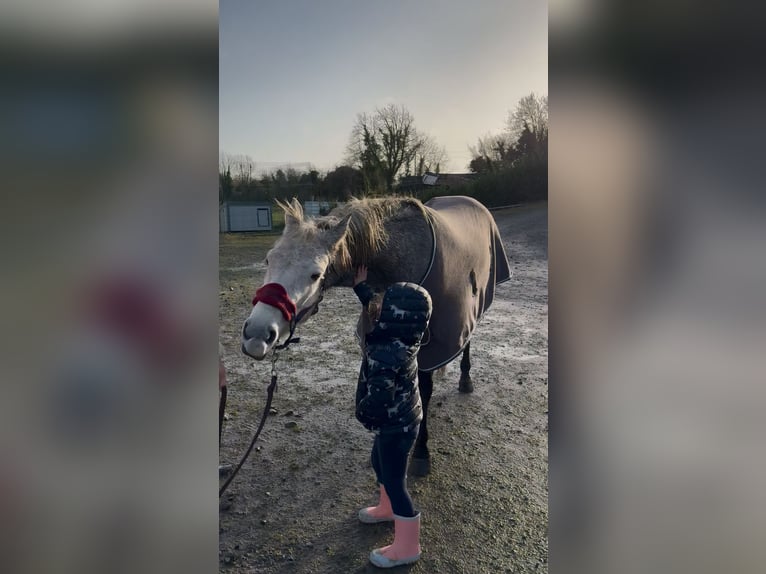 Connemara Mare 6 years 14,1 hh Gray in Athlone