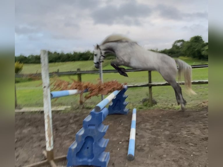 Connemara Mare 6 years 14,1 hh Gray in Athlone