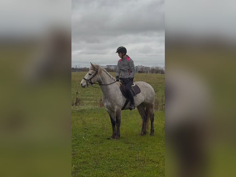 Connemara Mare 6 years 14,1 hh Gray in Athlone
