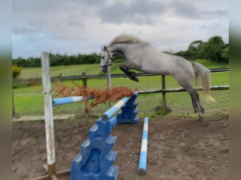 Connemara Mare 6 years 14,1 hh Gray in Athlone