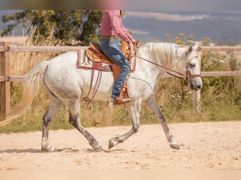 Connemara Mare 6 years 14,1 hh Gray in Geisig