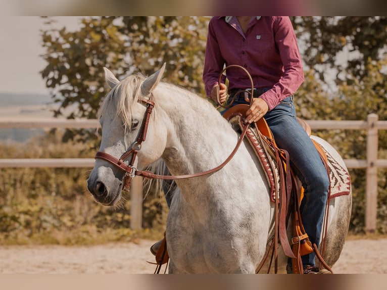 Connemara Mare 6 years 14,1 hh Gray in Geisig
