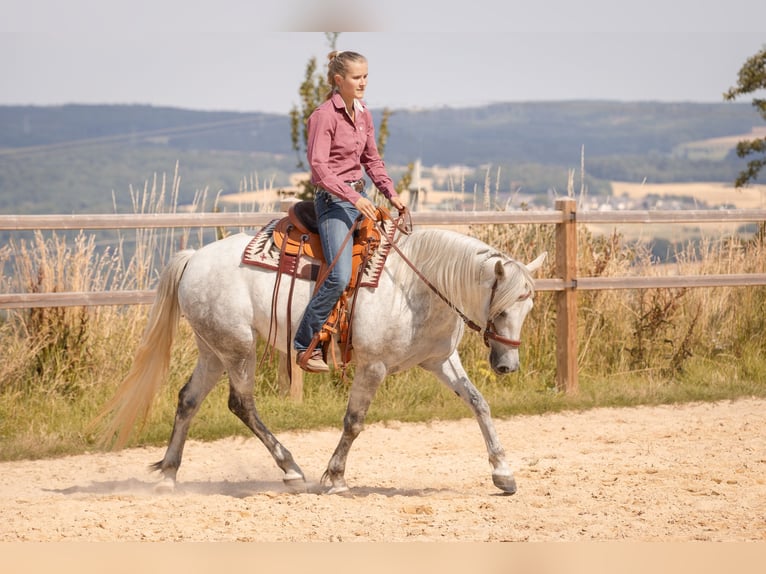 Connemara Mare 6 years 14,1 hh Gray in Geisig