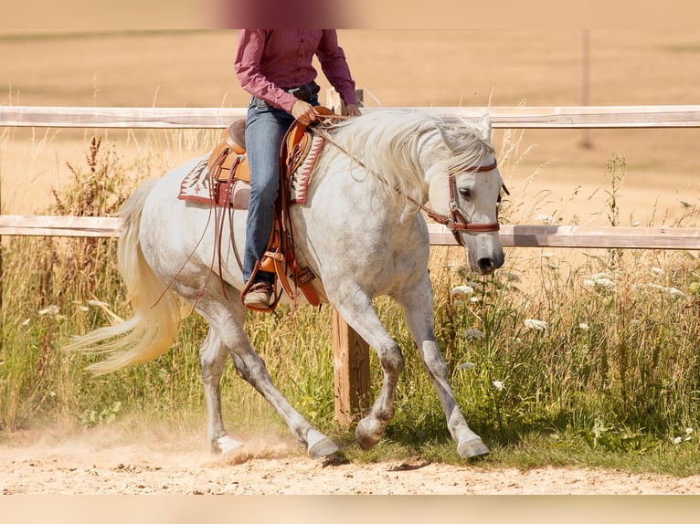 Connemara Mare 6 years 14,1 hh Gray in Geisig