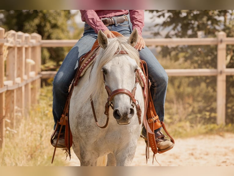 Connemara Mare 6 years 14,1 hh Gray in Geisig