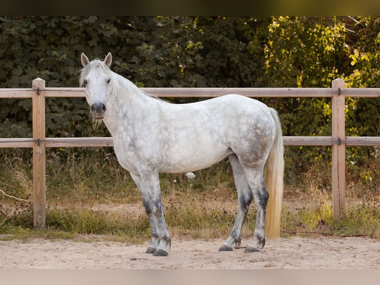 Connemara Mare 6 years 14,1 hh Gray in Geisig